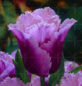100PCS Tulip seeds,Tulip agesneriana,aromatic Flower seeds potted plants Most Beautiful Colorful Tulip Plants Perennial Garden
