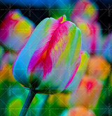 100PCS Tulip seeds,Tulip agesneriana,aromatic Flower seeds potted plants Most Beautiful Colorful Tulip Plants Perennial Garden