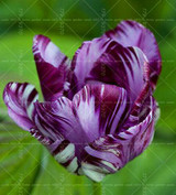 100PCS Tulip seeds,Tulip agesneriana,aromatic Flower seeds potted plants Most Beautiful Colorful Tulip Plants Perennial Garden