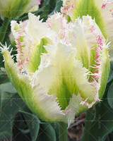 100PCS Tulip seeds,Tulip agesneriana,aromatic Flower seeds potted plants Most Beautiful Colorful Tulip Plants Perennial Garden