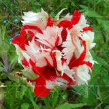 100PCS Tulip seeds,Tulip agesneriana,aromatic Flower seeds potted plants Most Beautiful Colorful Tulip Plants Perennial Garden