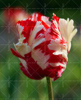 100PCS Tulip seeds,Tulip agesneriana,aromatic Flower seeds potted plants Most Beautiful Colorful Tulip Plants Perennial Garden