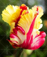 100PCS Tulip seeds,Tulip agesneriana,aromatic Flower seeds potted plants Most Beautiful Colorful Tulip Plants Perennial Garden