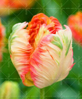 100PCS Tulip seeds,Tulip agesneriana,aromatic Flower seeds potted plants Most Beautiful Colorful Tulip Plants Perennial Garden