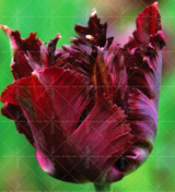 100PCS Tulip seeds,Tulip agesneriana,aromatic Flower seeds potted plants Most Beautiful Colorful Tulip Plants Perennial Garden