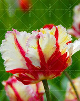 100PCS Tulip seeds,Tulip agesneriana,aromatic Flower seeds potted plants Most Beautiful Colorful Tulip Plants Perennial Garden