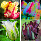 100PCS Tulip seeds,Tulip agesneriana,aromatic Flower seeds potted plants Most Beautiful Colorful Tulip Plants Perennial Garden