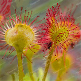 100PCS Sundew Seeds Carnivorous Plants Potted Plant Seeds Flytrap Seeds Radiation Protection Plant For Home Garden Free Shipping