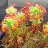 100PCS Sundew Seeds Carnivorous Plants Potted Plant Seeds Flytrap Seeds Radiation Protection Plant For Home Garden Free Shipping