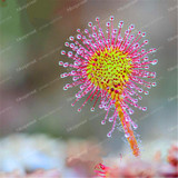 100PCS Sundew Seeds Carnivorous Plants Potted Plant Seeds Flytrap Seeds Radiation Protection Plant For Home Garden Free Shipping