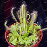 100PCS Sundew Seeds Carnivorous Plants Potted Plant Seeds Flytrap Seeds Radiation Protection Plant For Home Garden Free Shipping