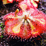 100PCS Sundew Seeds Carnivorous Plants Potted Plant Seeds Flytrap Seeds Radiation Protection Plant For Home Garden Free Shipping