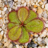 100PCS Sundew Seeds Carnivorous Plants Potted Plant Seeds Flytrap Seeds Radiation Protection Plant For Home Garden Free Shipping