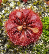 100PCS Sundew Seeds Carnivorous Plants Potted Plant Seeds Flytrap Seeds Radiation Protection Plant For Home Garden Free Shipping