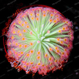 100PCS Sundew Seeds Carnivorous Plants Potted Plant Seeds Flytrap Seeds Radiation Protection Plant For Home Garden Free Shipping