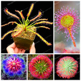 100PCS Sundew Seeds Carnivorous Plants Potted Plant Seeds Flytrap Seeds Radiation Protection Plant For Home Garden Free Shipping
