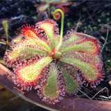 100PCS Sundew Seeds Carnivorous Plants Potted Plant Seeds Flytrap Seeds Radiation Protection Plant For Home Garden Free Shipping