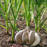 100pcs Super Gaint Garlic Seed Organic Garlic Bonsai Seeds Rare Onion Garlic Vegetable Plants Seed Kitchen Seasoning for Garden