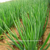 100pcs spring onion seeds,Giant Chinese Green Onion Seeds,Chinese Vegetable Seeds,Home Garden Bonsai Plant 100pcs spring onion seeds,Giant Chinese Green Onion Seeds,Chinese Vegetable Seeds,Home Garden Bonsai Plant
