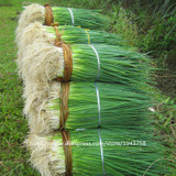 100pcs spring onion seeds,Giant Chinese Green Onion Seeds,Chinese Vegetable Seeds,Home Garden Bonsai Plant
