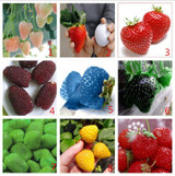 Vegetables and fruit seeds Strawberry seeds 1800 pieces seeds of each color seeds grain Bonsai plants Seeds for home &amp; garden