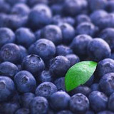 Vegetables and fruit seeds BlueBerry seeds Highbush Blueberries DIY Countyard Bonsai plants Seeds for home & garden 100 seeds Vegetables and fruit seeds BlueBerry seeds Highbush Blueberries DIY Countyard Bonsai plants Seeds for home & garden 100 seeds