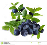 Vegetables and fruit seeds BlueBerry seeds Highbush Blueberries DIY Countyard Bonsai plants Seeds for home & garden 100 seeds Vegetables and fruit seeds BlueBerry seeds Highbush Blueberries DIY Countyard Bonsai plants Seeds for home & garden 100 seeds