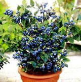 Vegetables and fruit seeds BlueBerry seeds Highbush Blueberries DIY Countyard Bonsai plants Seeds for home & garden 100 seeds Vegetables and fruit seeds BlueBerry seeds Highbush Blueberries DIY Countyard Bonsai plants Seeds for home & garden 100 seeds
