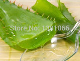 Vegetables and fruit seeds Aloe vera seeds edible beauty Edible cosmetic Bonsai plants Seeds for home & garden 100 seeds/bag Vegetables and fruit seeds Aloe vera seeds edible beauty Edible cosmetic Bonsai plants Seeds for home & garden 100 seeds/bag