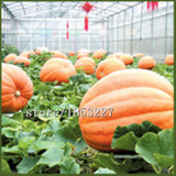 Vegetable seeds 30pcs seeds Atlantic Giant Pumpkin Seeds Garden Seeds,Free shipping !