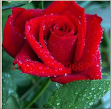 rose seeds 200 flower seeds rare rose flower seeds for home garden supplies