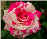 rose seeds 200 flower seeds rare rose flower seeds for home garden supplies