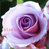 rose seeds 200 flower seeds rare rose flower seeds for home garden supplies