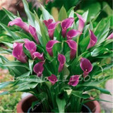 Rose Purple Calla Lily Seeds Potted Balcony Calla Lily Radiation Absorption Semenatsvety Garden Perennial Flower Seeds-50 Pcs