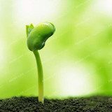 Cucumber Seeds100PCS Japanese Long Blue Cucumber Seeds Vegetable Seeds For Home NO-GMO Seeds Vegetables For Home Garden Planting