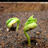 Cucumber Seeds100PCS Japanese Long Blue Cucumber Seeds Vegetable Seeds For Home NO-GMO Seeds Vegetables For Home Garden Planting