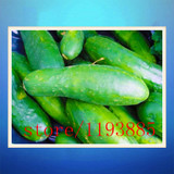 cucumber seeds 100 mini japan cucumber professional makeup Seeds VEGETABLE for home garden planting