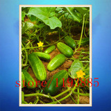 cucumber seeds 100 mini japan cucumber professional makeup Seeds VEGETABLE for home garden planting