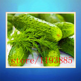 cucumber seeds 100 mini japan cucumber professional makeup Seeds VEGETABLE for home garden planting