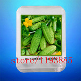 cucumber seeds 100 mini japan cucumber professional makeup Seeds VEGETABLE for home garden planting