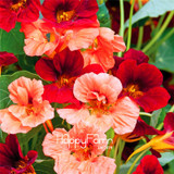 Lowest Price!TRUE Genuine!!! 100pcs/Pack Fresh Tropaeolum majus Nasturtium Seeds Easy Planting flower semillas,#AMX1RG
