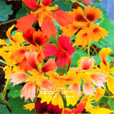 Lowest Price!TRUE Genuine!!! 100pcs/Pack Fresh Tropaeolum majus Nasturtium Seeds Easy Planting flower semillas,#AMX1RG