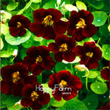 Lowest Price!TRUE Genuine!!! 100pcs/Pack Fresh Tropaeolum majus Nasturtium Seeds Easy Planting flower semillas,#AMX1RG