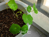 Lowest Price!TRUE Genuine!!! 100pcs/Pack Fresh Tropaeolum majus Nasturtium Seeds Easy Planting flower semillas,#AMX1RG
