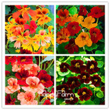 Lowest Price!TRUE Genuine!!! 100pcs/Pack Fresh Tropaeolum majus Nasturtium Seeds Easy Planting flower semillas,#AMX1RG