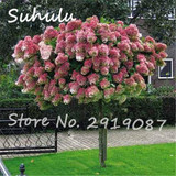 Beautiful Flower Seeds 100 Particles Vanilla Strawberry hydrangea Seeds planting in pot or ground flower seeds as bonsai or tree