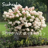 Beautiful Flower Seeds 100 Particles Vanilla Strawberry hydrangea Seeds planting in pot or ground flower seeds as bonsai or tree
