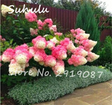 Beautiful Flower Seeds 100 Particles Vanilla Strawberry hydrangea Seeds planting in pot or ground flower seeds as bonsai or tree