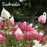 Beautiful Flower Seeds 100 Particles Vanilla Strawberry hydrangea Seeds planting in pot or ground flower seeds as bonsai or tree