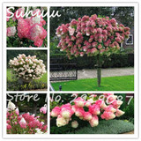 Beautiful Flower Seeds 100 Particles Vanilla Strawberry hydrangea Seeds planting in pot or ground flower seeds as bonsai or tree